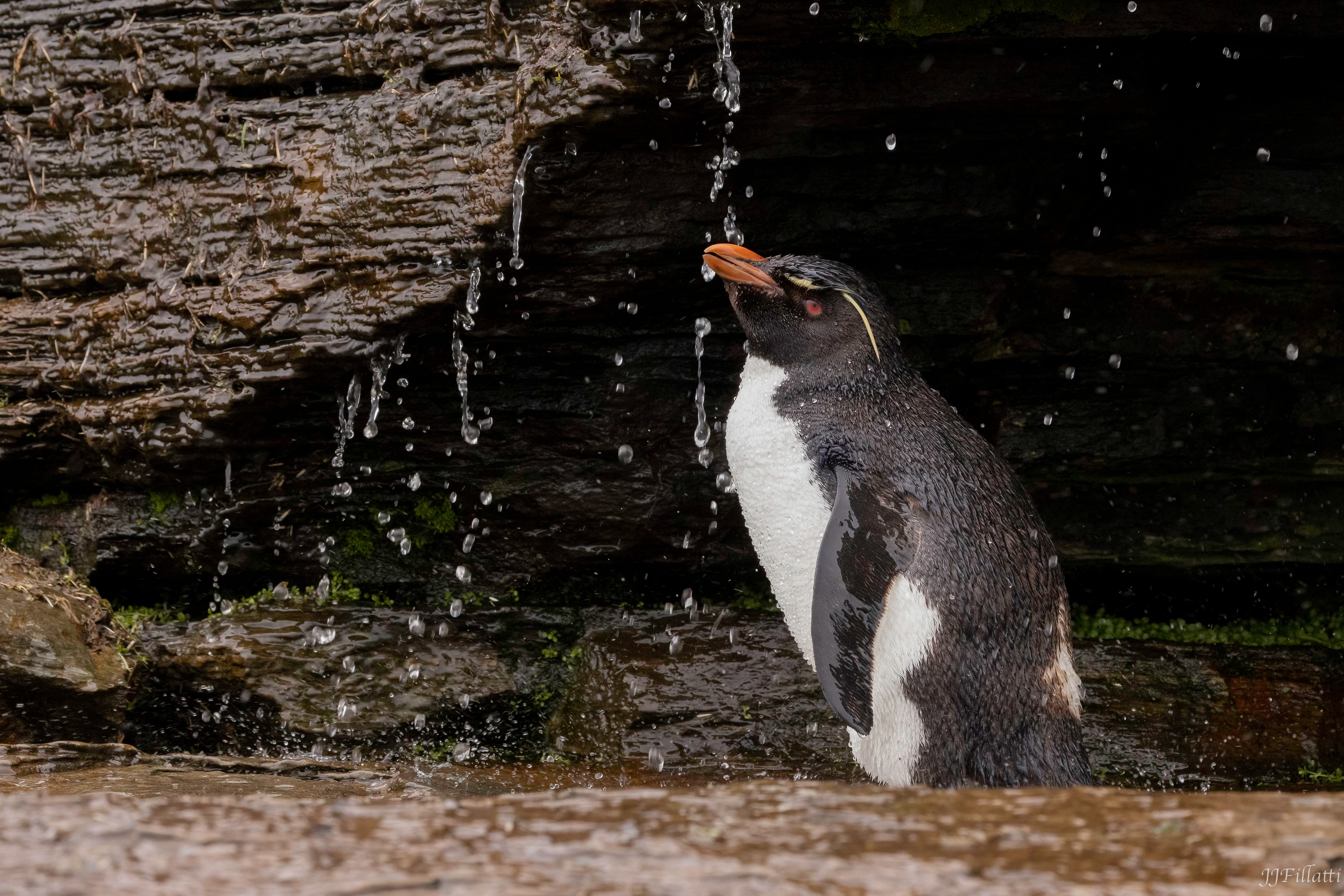 bird of the falklands image 37